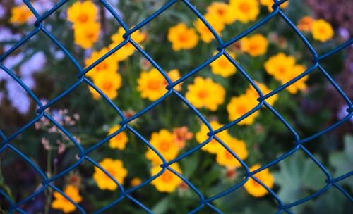 fence, wire mesh fence, wire mesh, fenced in, barrier, freedom, garden fence, locked up